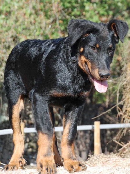 Lancelot du lac Des N'ours Noir Et Feu